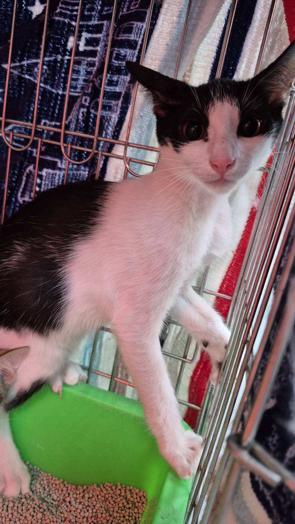 Photo of No. AAAIG1141203006, Young · Male · Small · Mixed breed