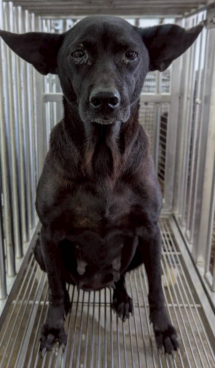 Photo of No. OAAAG1141203001, Adult · Female · Medium · Mixed breed