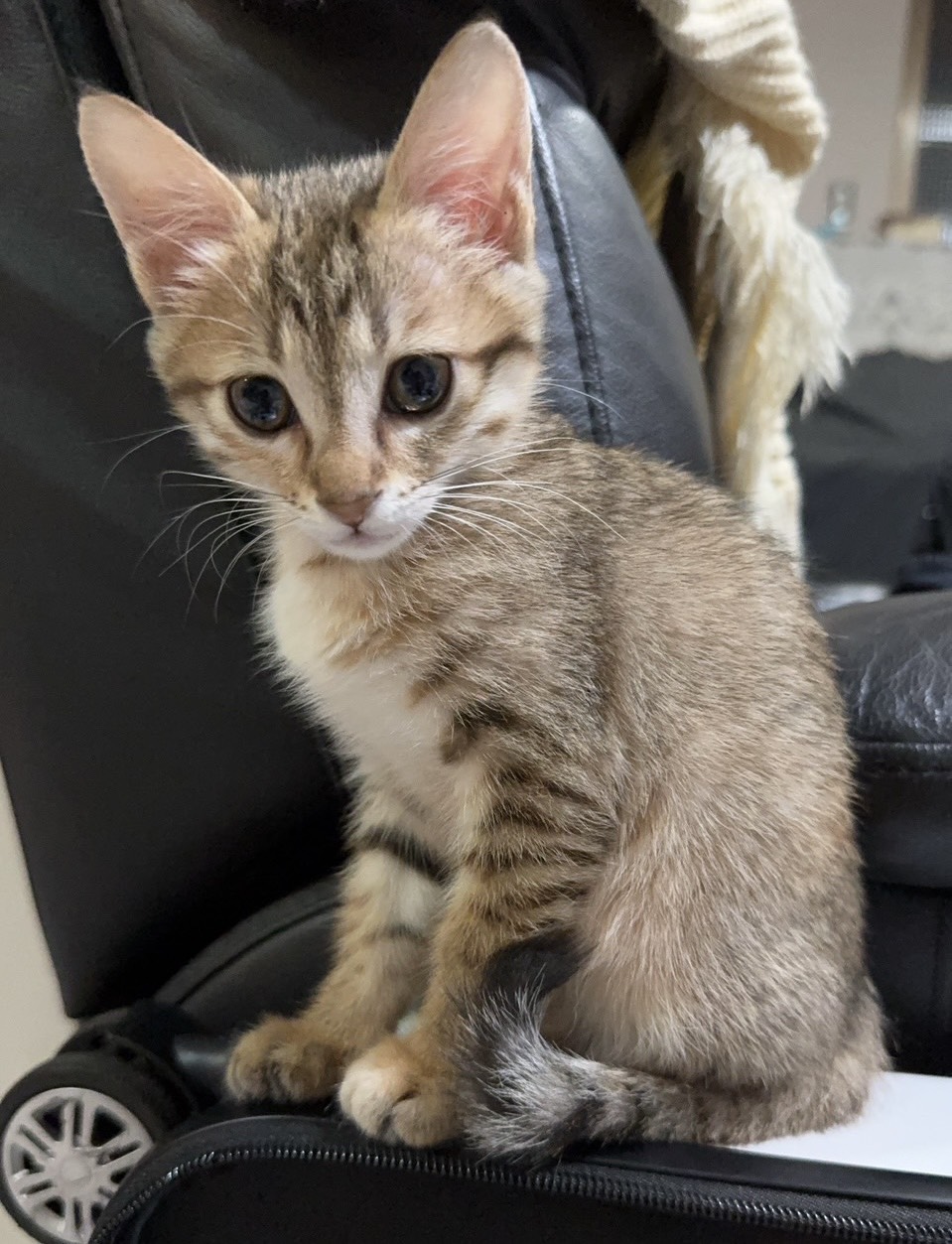 Photo of No. AAAIG1141203008, Young · Female · Small · Mixed breed
