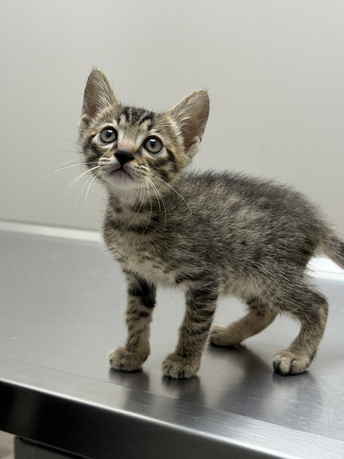 Photo of No. AAAIG1141203009, Young · Male · Small · Mixed breed