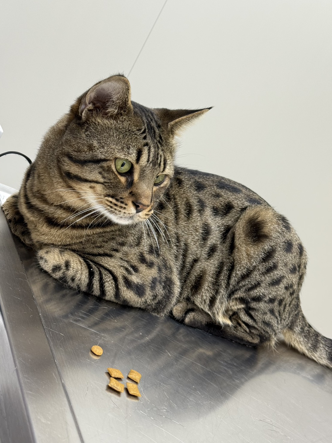 Photo of No. AAAIG1141203010, Adult · Male · Small · Mixed breed