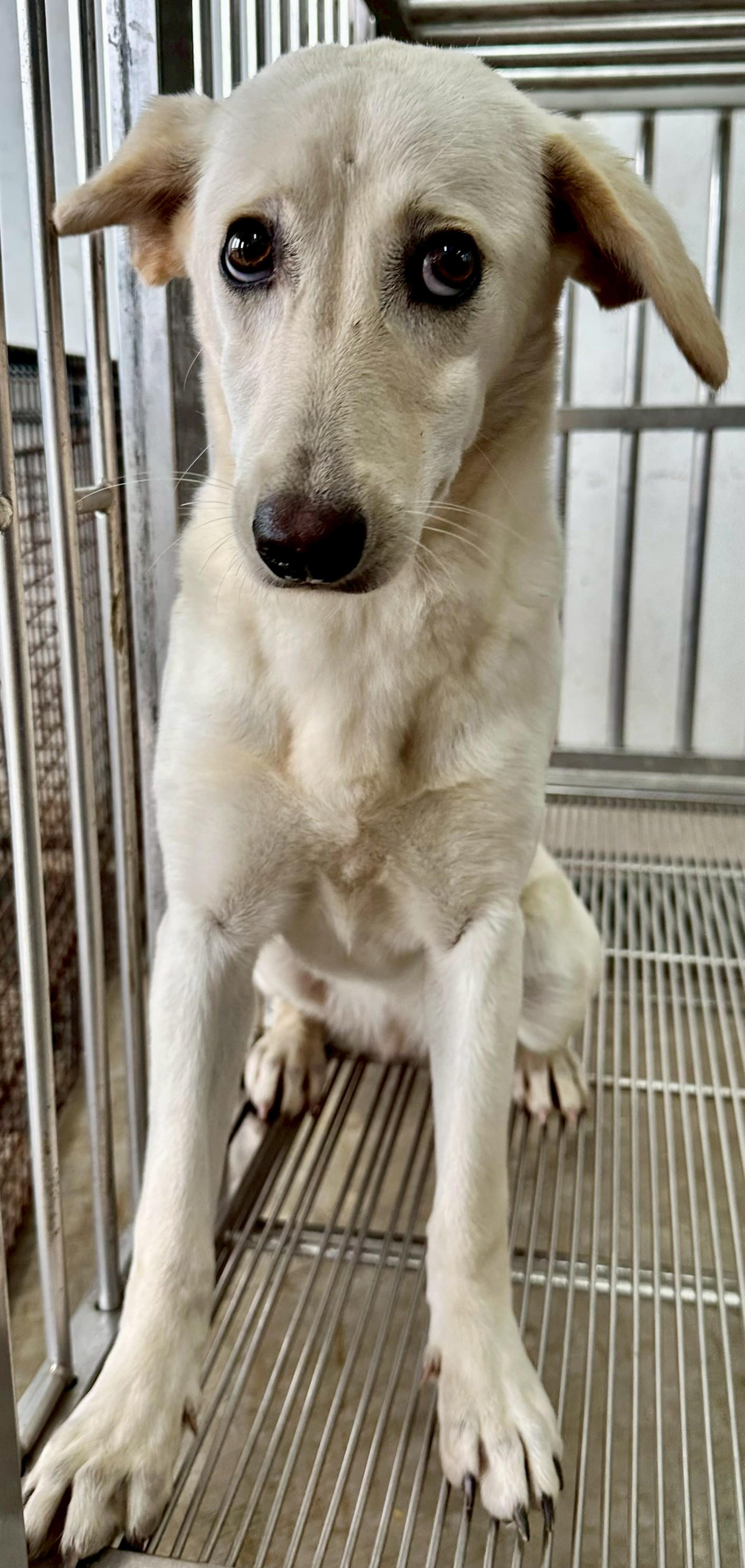 Photo of No. OAAAG1141204002, Adult · Female · Medium · Mixed breed