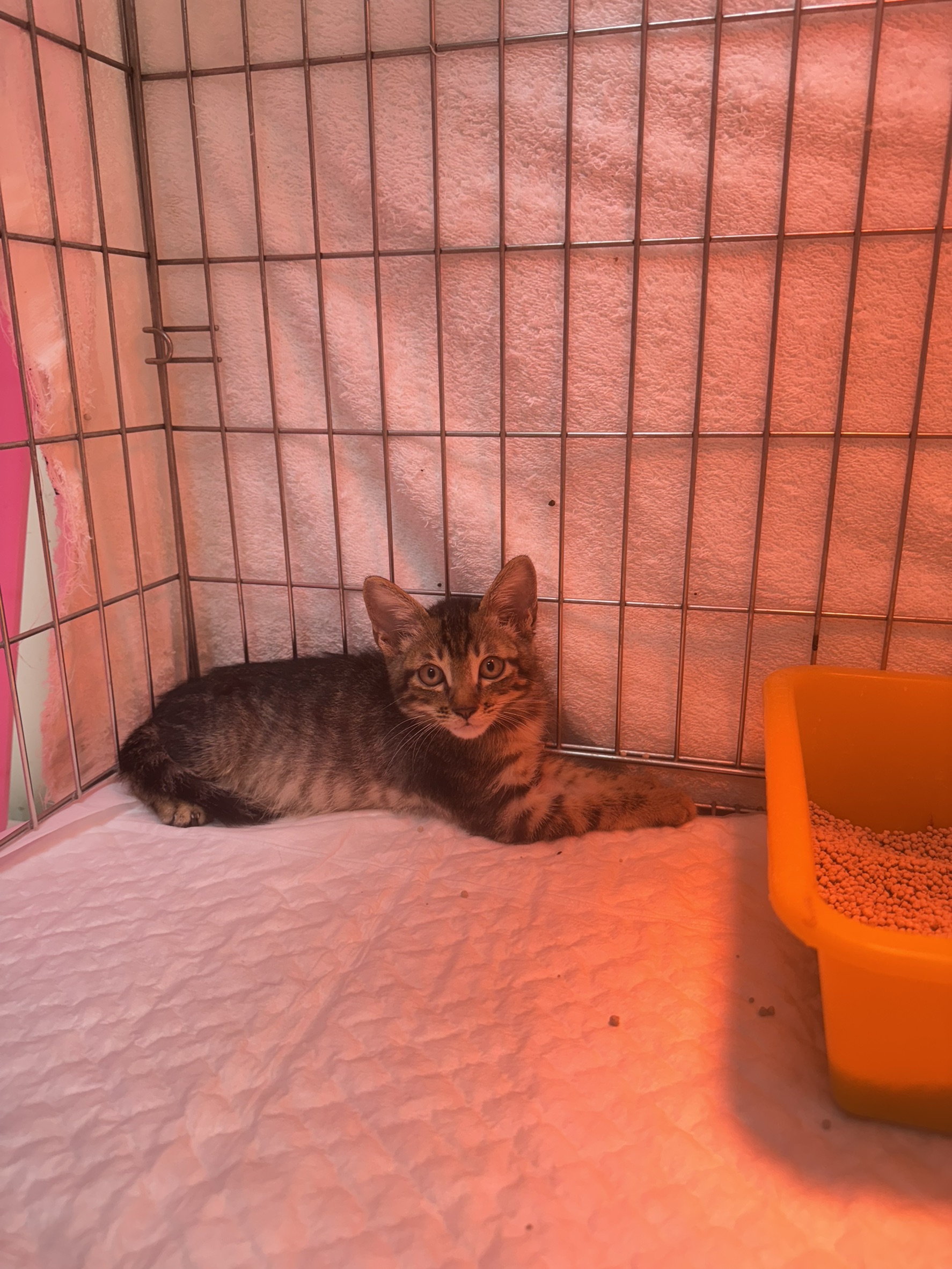 Photo of No. AAAIG1141205002, Young · Male · Small · Mixed breed