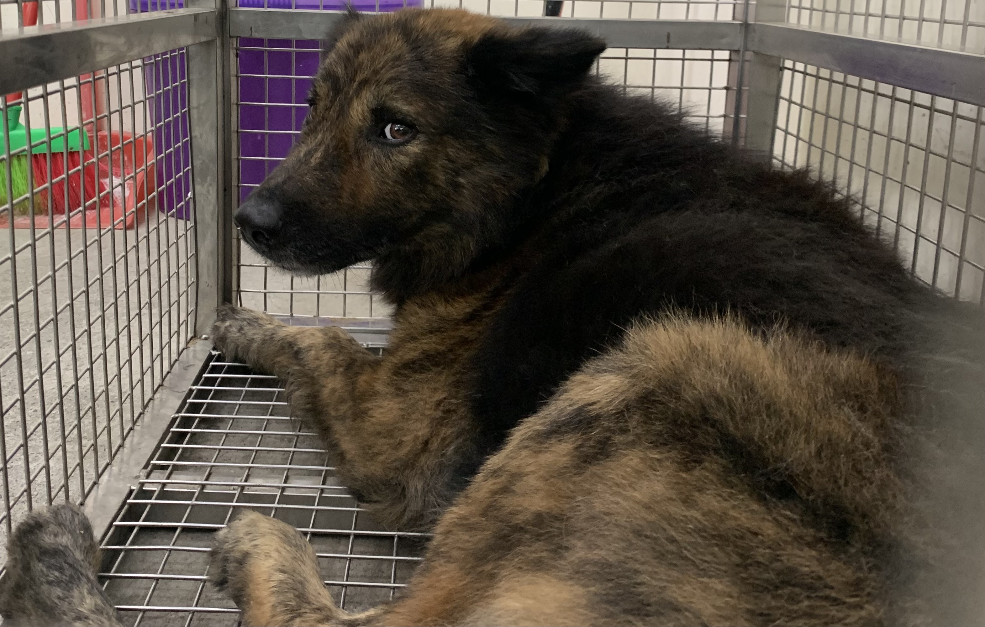 Photo of No. VAAAG114120507, Adult · Male · Medium · Mixed breed