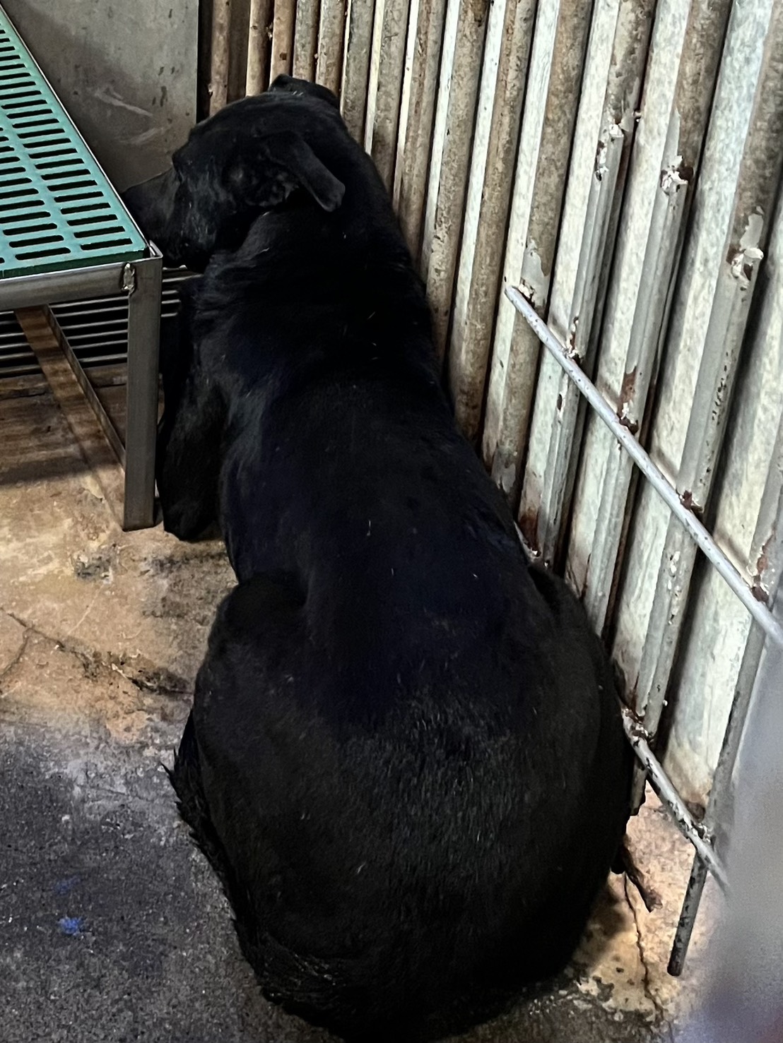 Black adult male mixed-breed dog, Large, shelter no. …6001