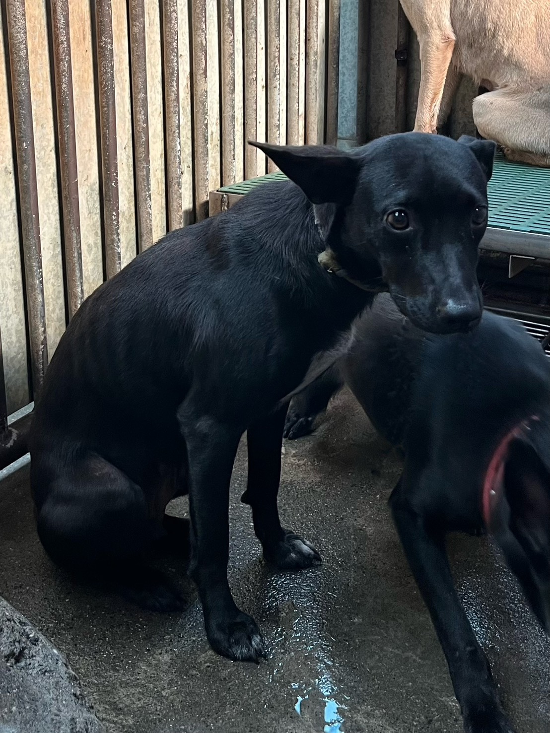 Photo of No. GAAAG1141206003, Adult · Female · Medium · Mixed breed