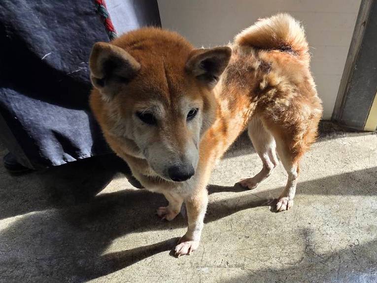 Photo of No. VAAAG114120701, Adult · Female · Medium · Shiba Inu