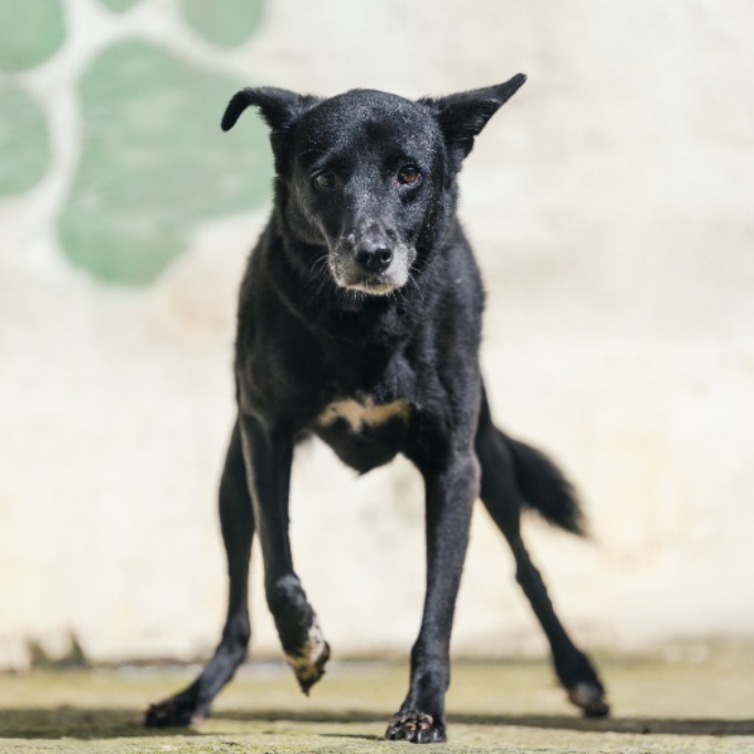Photo of No. AAAHG1070614010, Adult · Female · Medium · Mixed breed