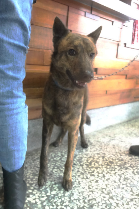 Photo of No. 1142123, Adult · Male · Large · Mixed breed