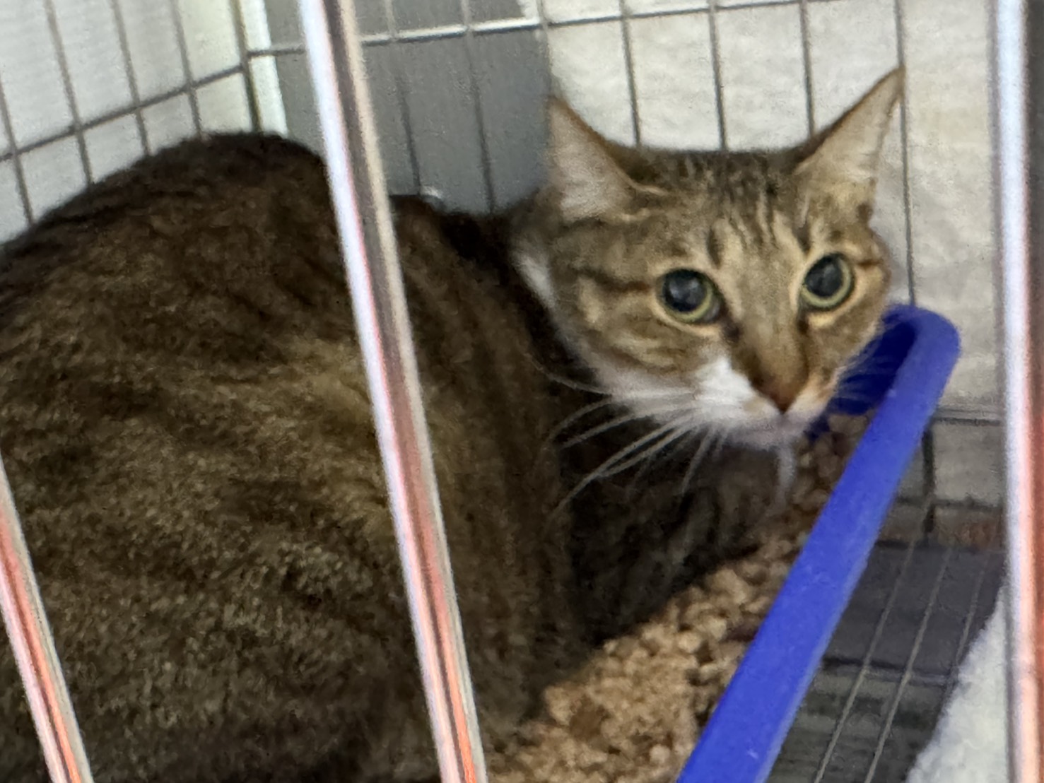 Photo of No. AAADG2025120802, Adult · Female · Small · Mixed breed