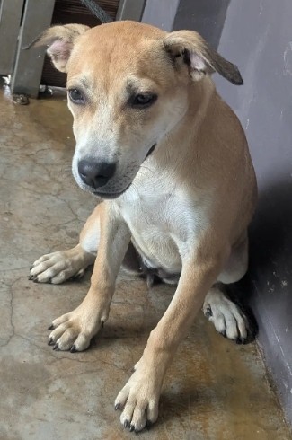 Photo of No. AAAHG1141208009, Adult · Female · Medium · Mixed breed