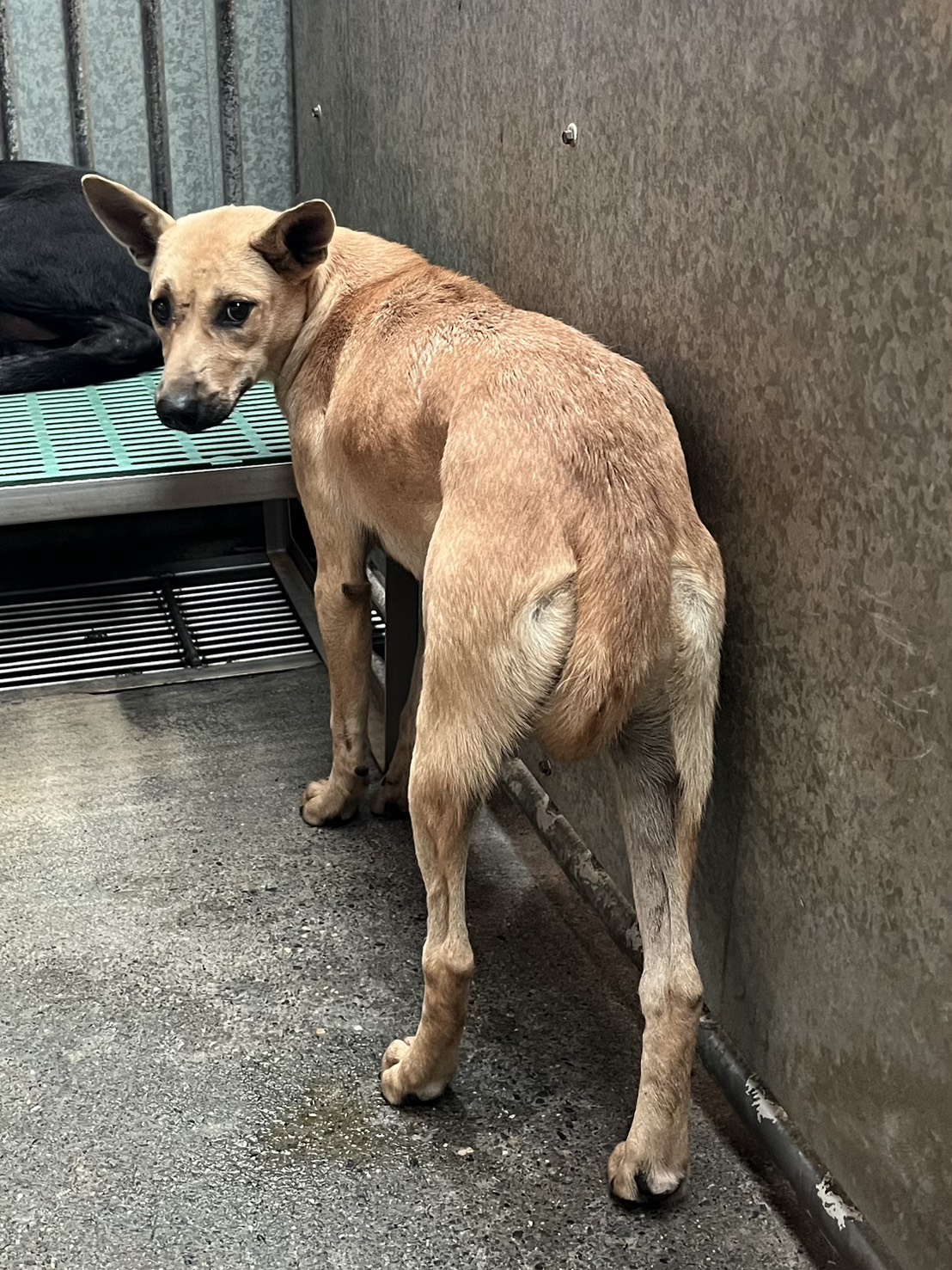 Photo of No. GAAAG1141209001, Adult · Female · Medium · Mixed breed