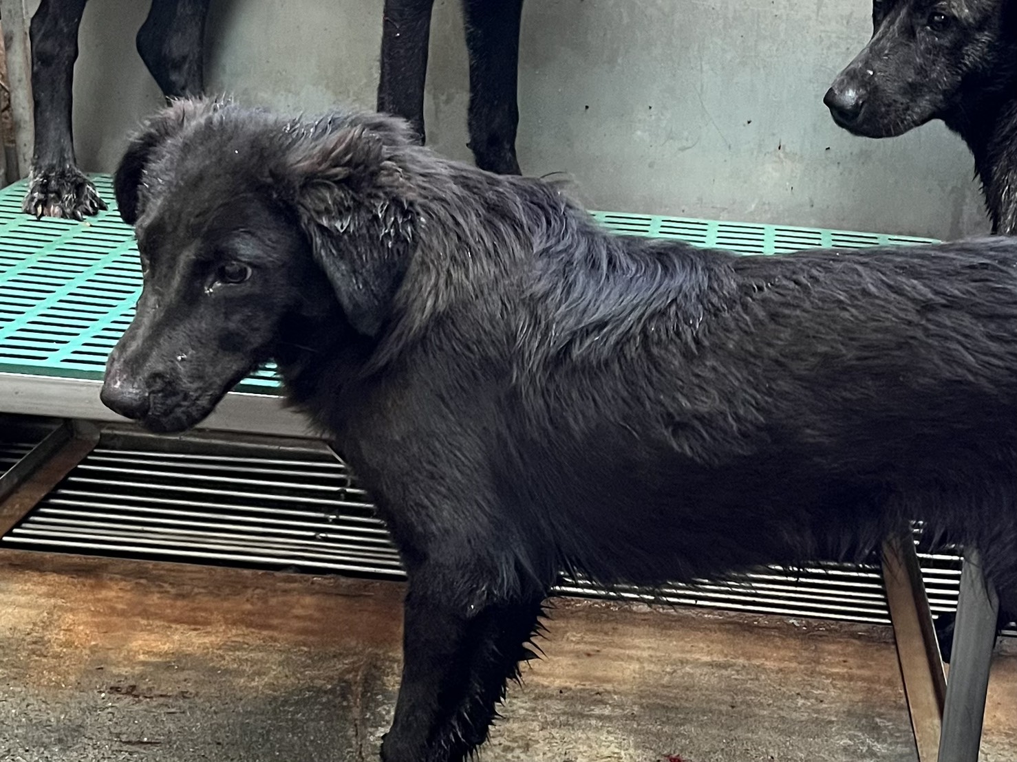Black adult male mixed-breed dog, Medium, shelter no. …0003