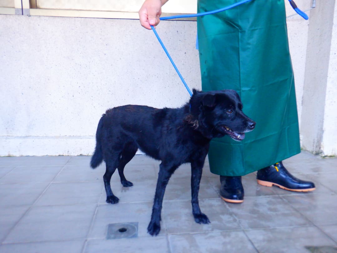 Black adult female mixed-breed dog, Medium, shelter no. …9678