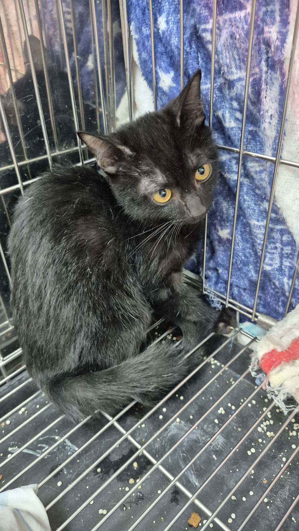Photo of No. AAAIG1141210003, Young · Male · Small · Mixed breed