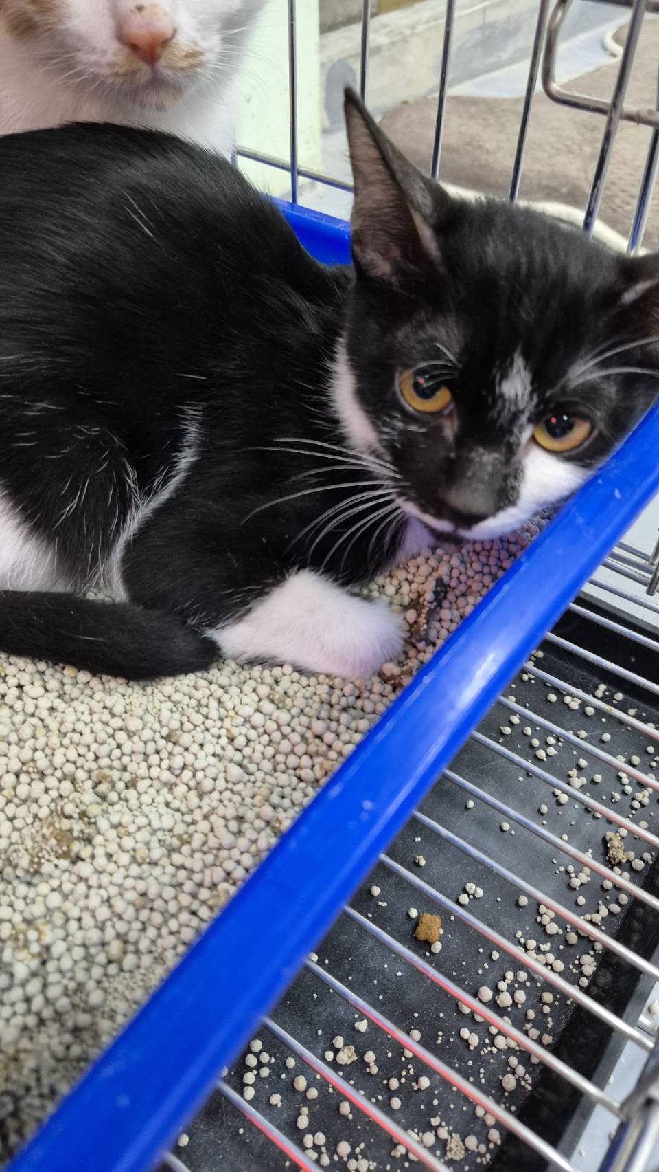 Black-and-white young female mixed-breed cat, Small, shelter no. …0004