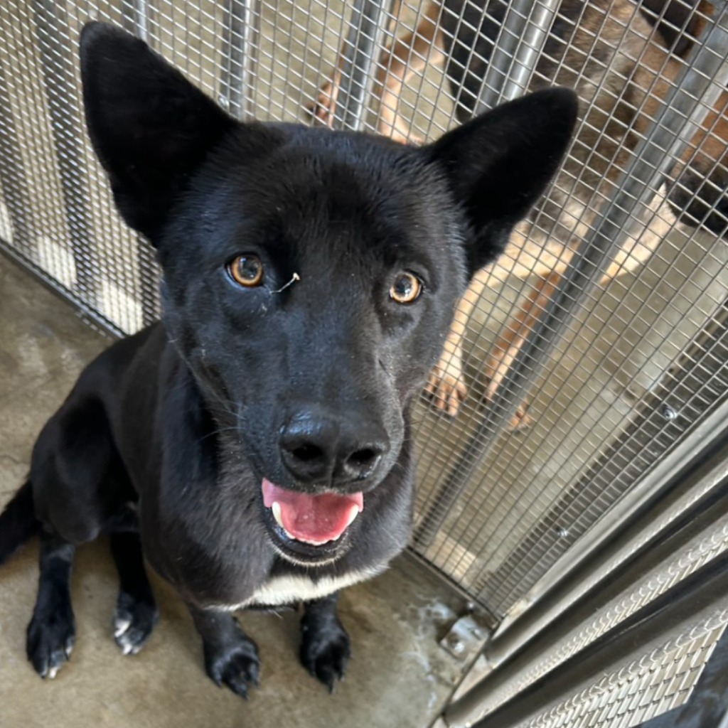 Black adult male mixed-breed dog, Large, shelter no. …9002