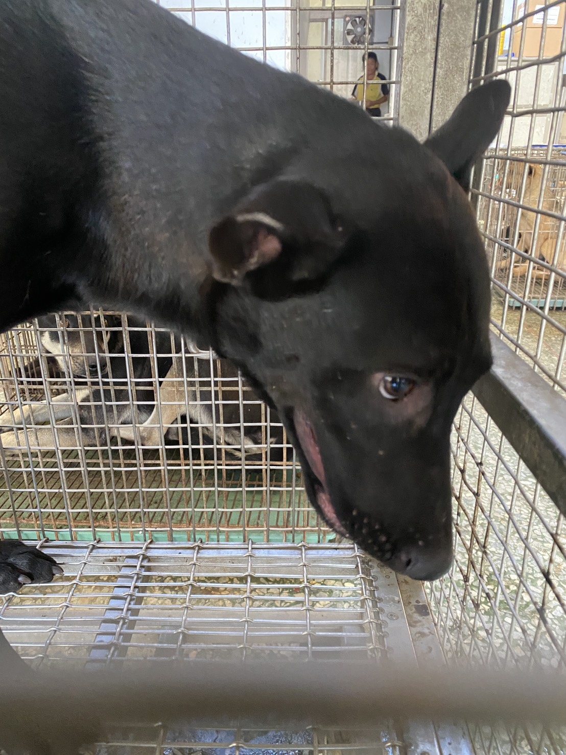 Photo of No. S141211-01, Adult · Female · Medium · Mixed breed