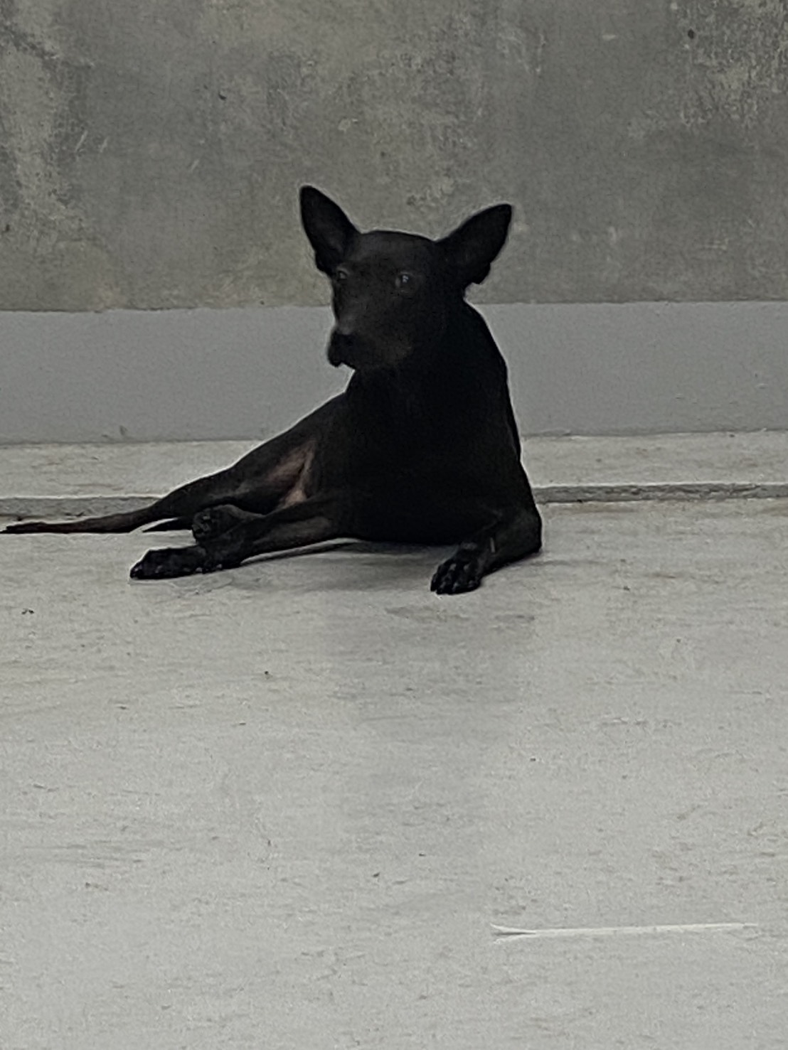 Photo of No. QAAAG1141211001, Adult · Male · Large · Mixed breed
