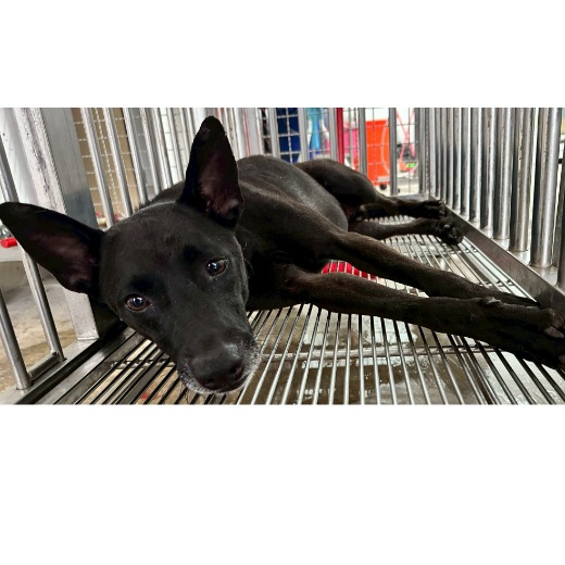Photo of No. OAAAG1141211013, Adult · Male · Medium · Mixed breed