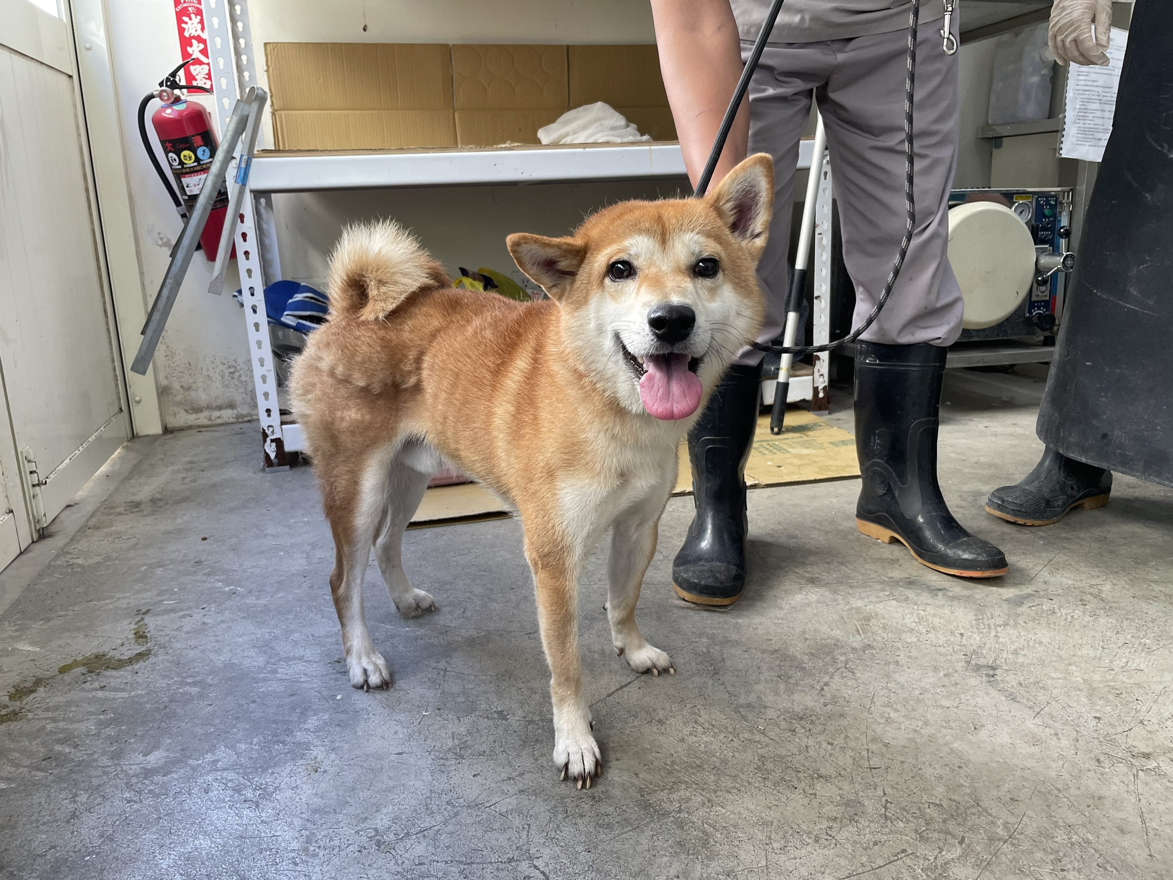 Photo of No. VAAAG114121104, Adult · Male · Medium · Shiba Inu