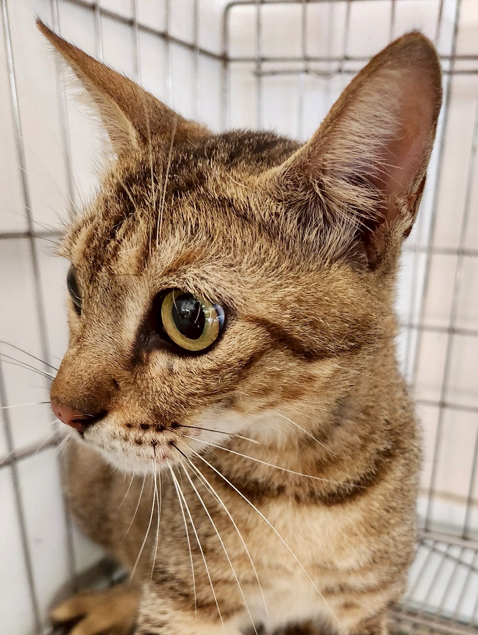 Photo of No. AAAJG1141212001, Adult · Male · Medium · Mixed breed