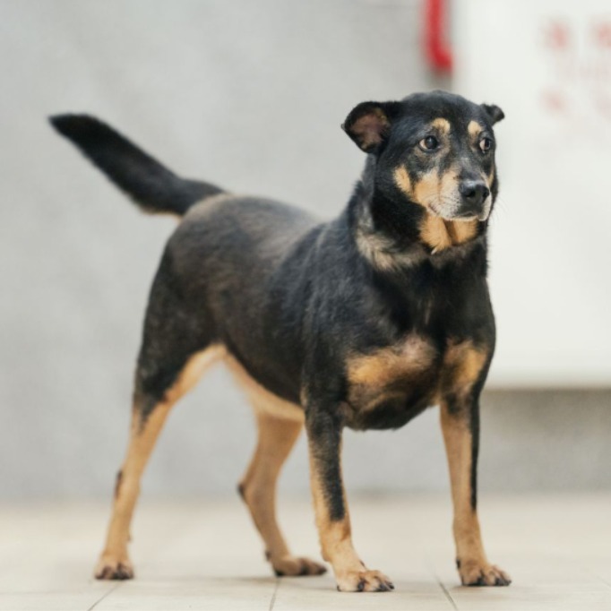 Photo of No. AAAGG1141203002, Young · Male · Large · Mixed breed
