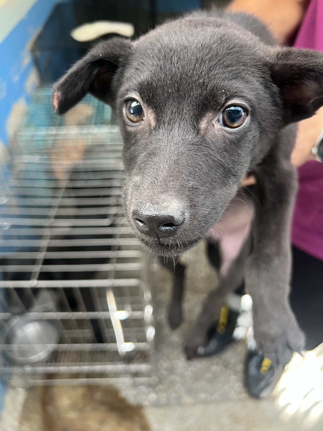Photo of No. EAAAG1141212020, Young · Female · Small · Mixed breed