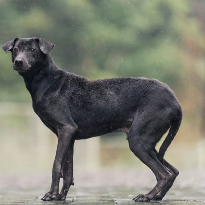 Black adult male mixed-breed dog, Medium, shelter no. …7001