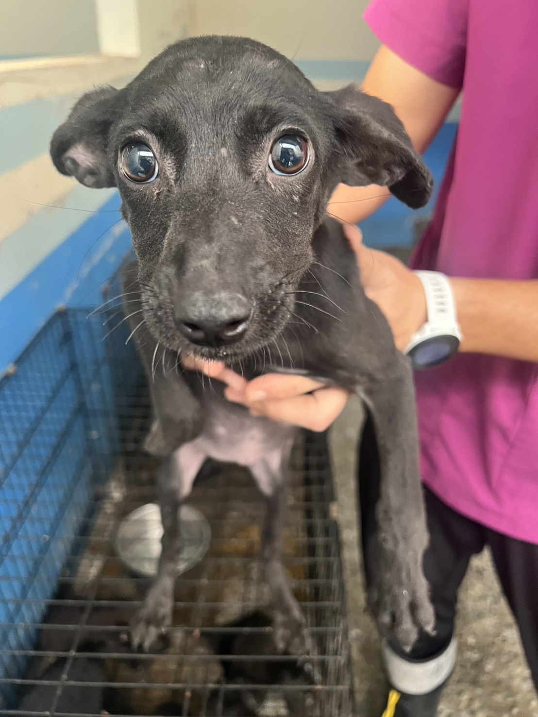 Photo of No. EAAAG1141212021, Young · Female · Small · Mixed breed