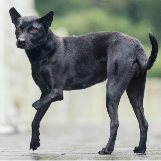 Photo of No. AAAGG1141212001, Adult · Female · Medium · Mixed breed