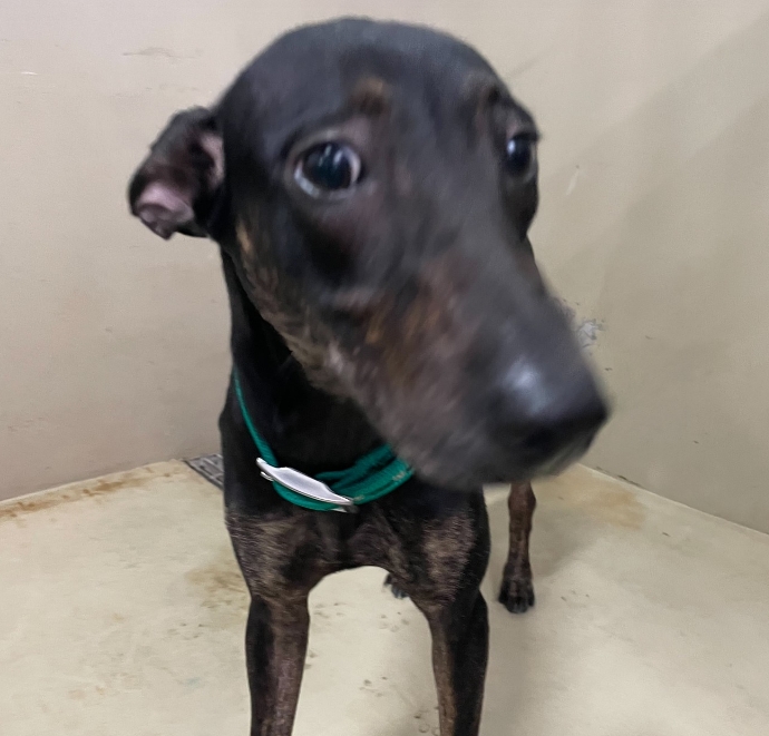 Photo of No. TAAAG1141213001, Adult · Female · Medium · Mixed breed