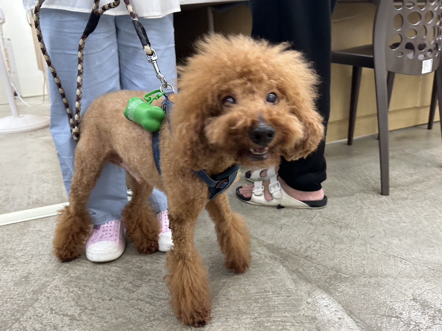 Photo of No. VAAAG114121305, Adult · Male · Small · poodle