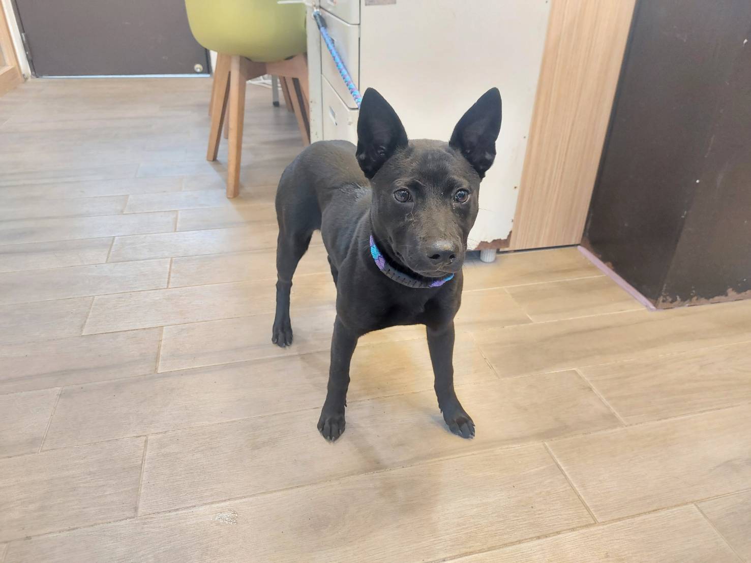 Photo of No. AAAEG1141213001, Young · Female · Medium · Mixed breed