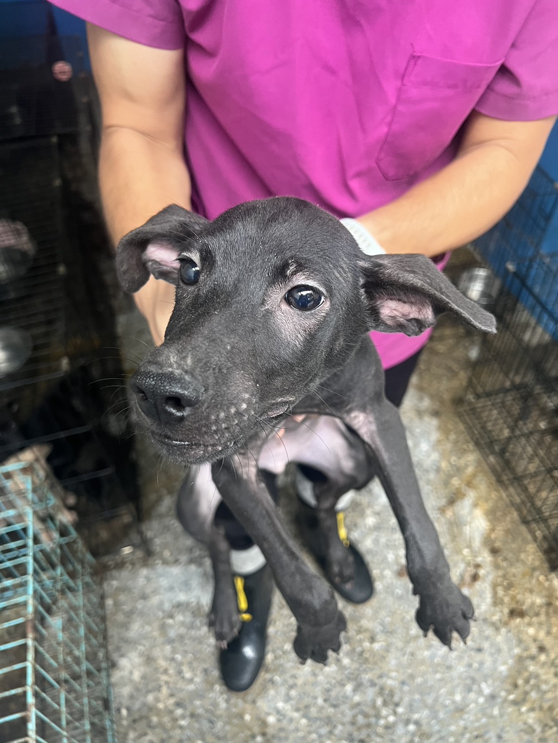 Photo of No. EAAAG1141215002, Young · Male · Small · Mixed breed