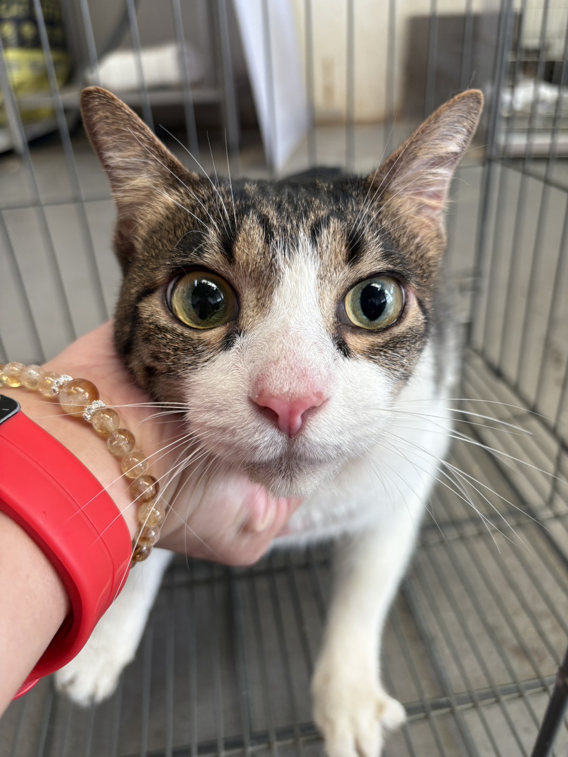 Photo of No. AAAHG1141216001, Adult · Male · Medium · Mixed breed