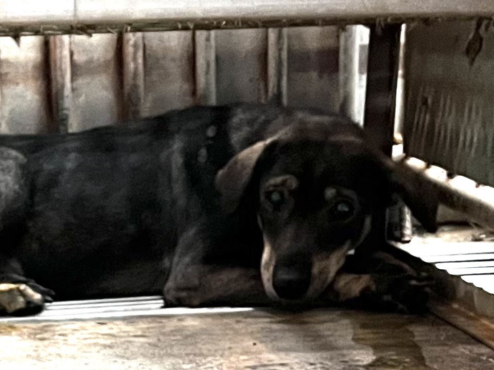 Photo of No. GAAAG1141217004, Adult · Female · Medium · Mixed breed