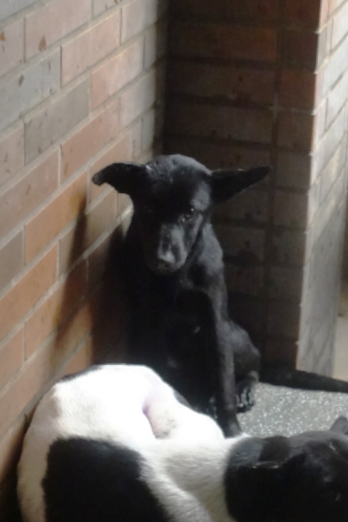 Photo of No. 1142235, Adult · Female · Medium · Mixed breed