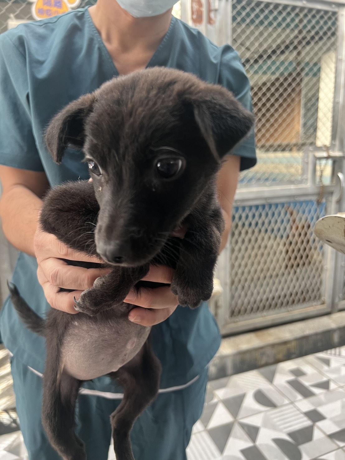 Photo of No. EAAAG1141217033, Young · Female · Small · Mixed breed