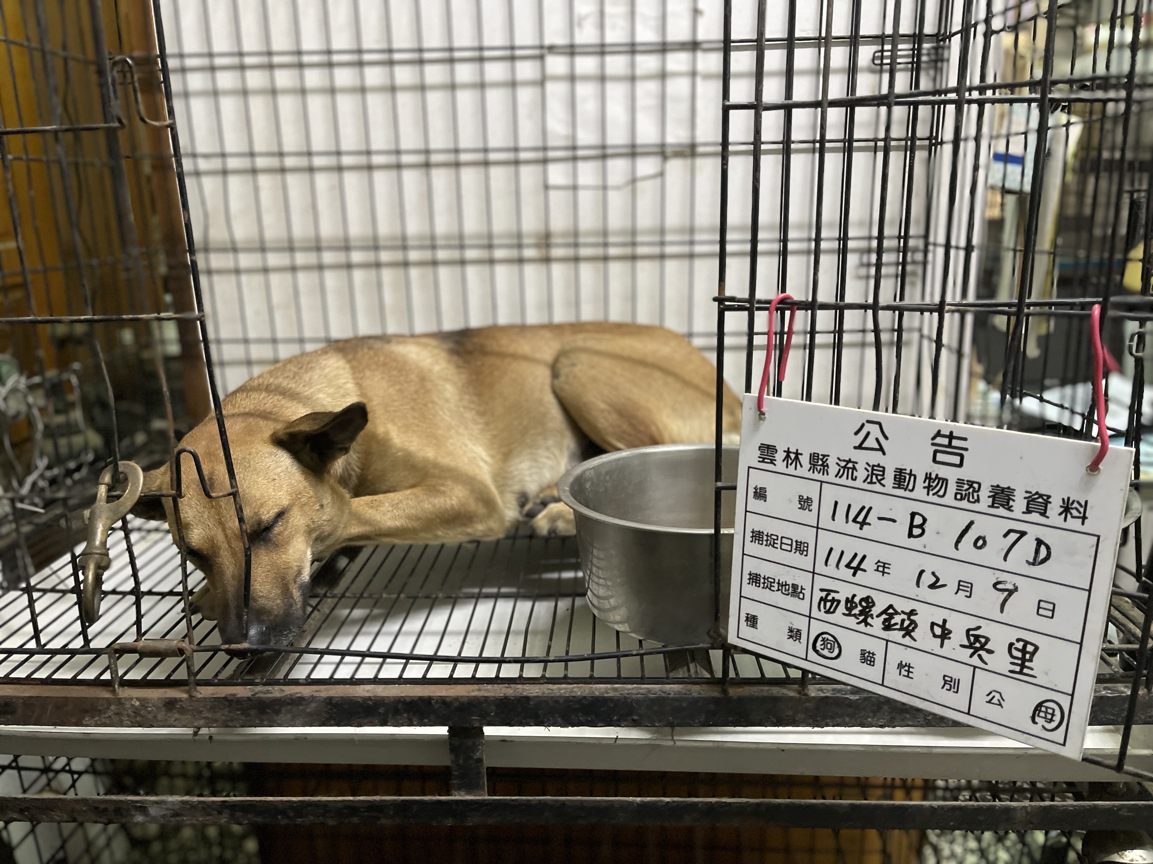 Photo of No. 114-B107D, Adult · Female · Large · Mixed breed