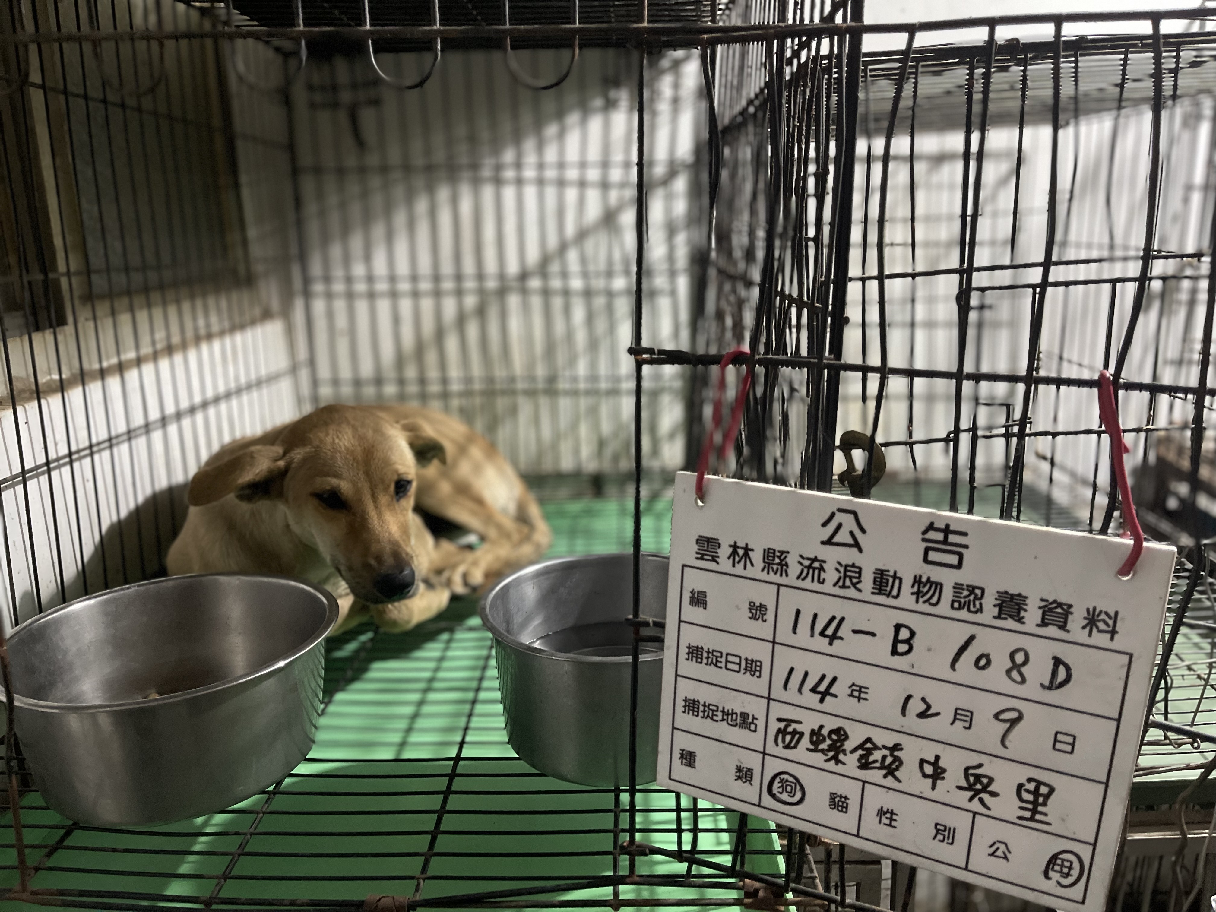 Photo of No. 114-B108D, Young · Female · Medium · Mixed breed