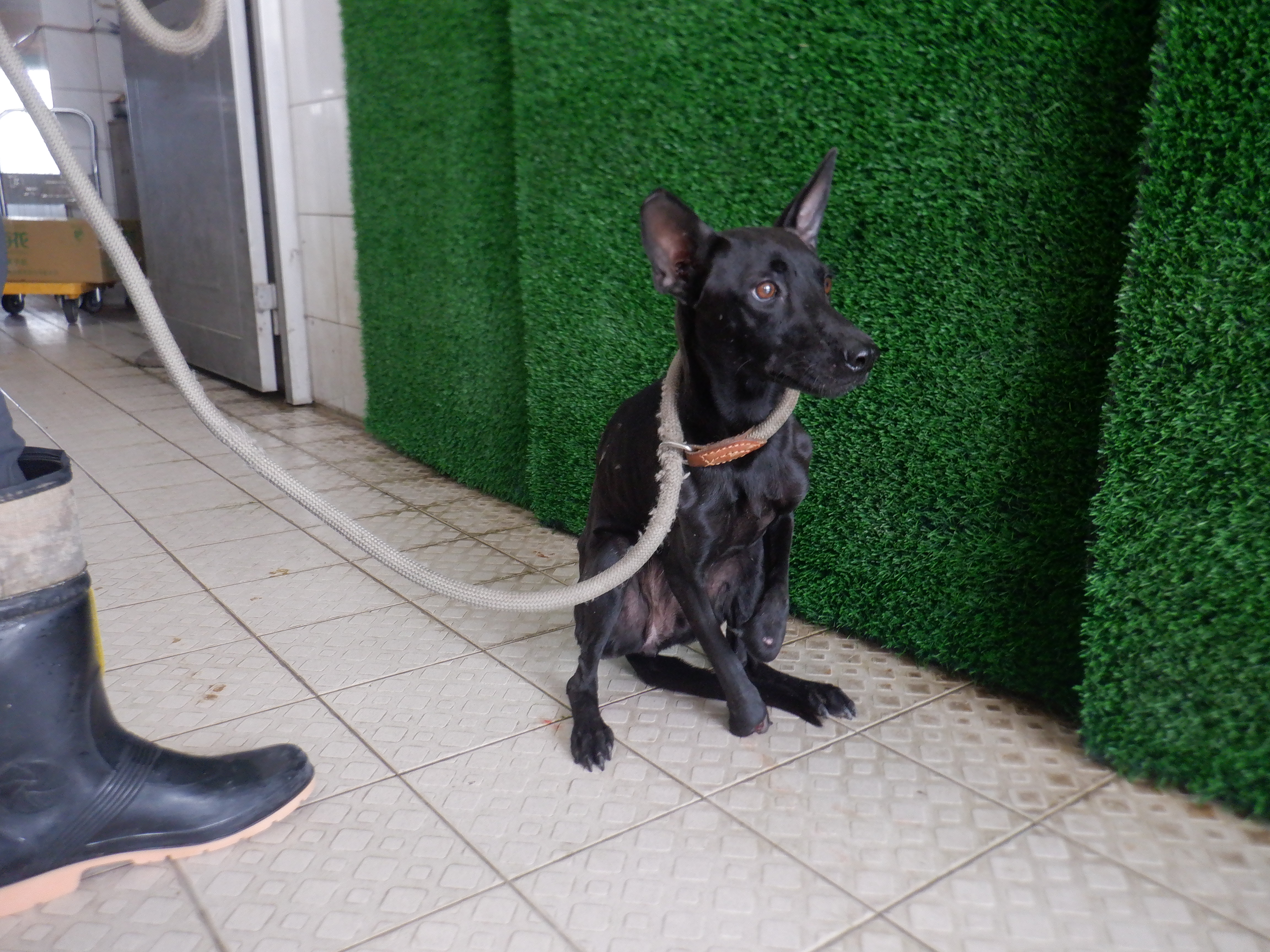 Black adult female mixed-breed dog, Medium, shelter no. …7847