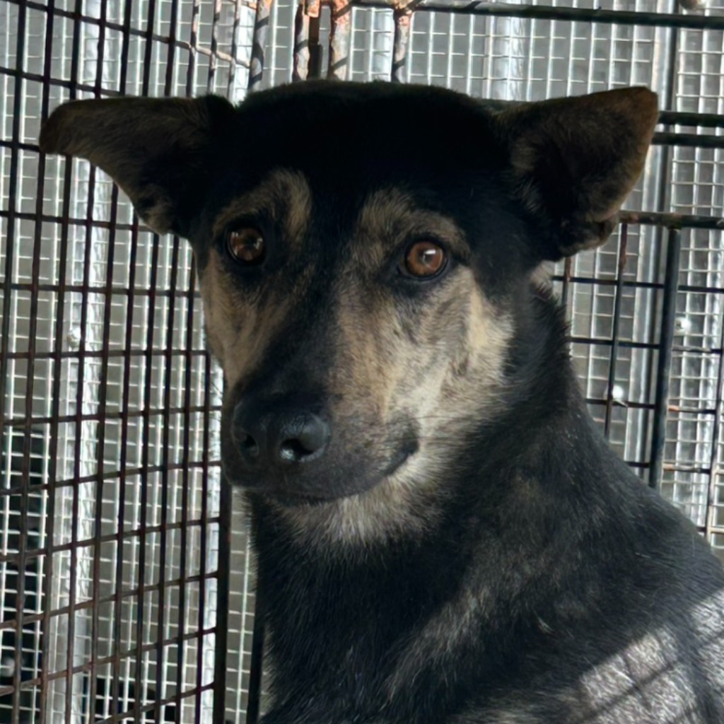 Black-and-white adult male mixed-breed dog, Large, shelter no. …6009
