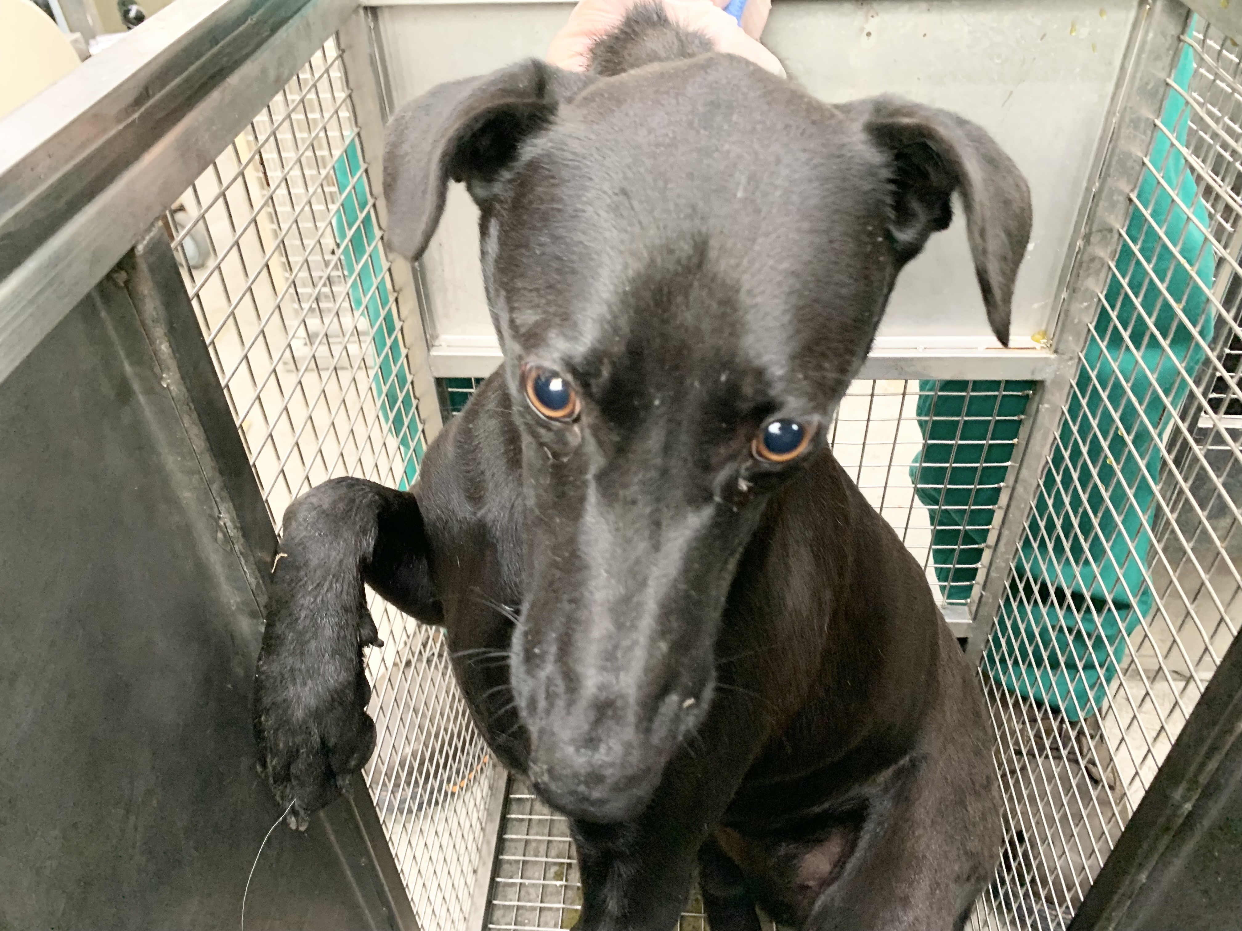 Black adult female mixed-breed dog, Medium, shelter no. …1804