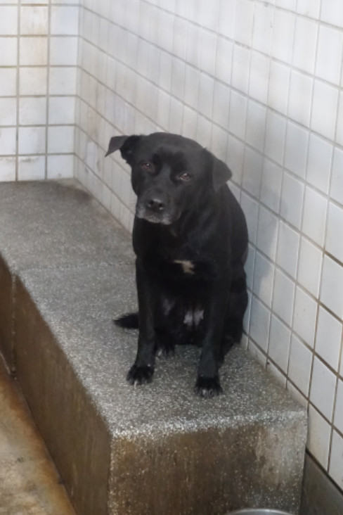 Black adult female mixed-breed dog, Large, shelter no. …2247