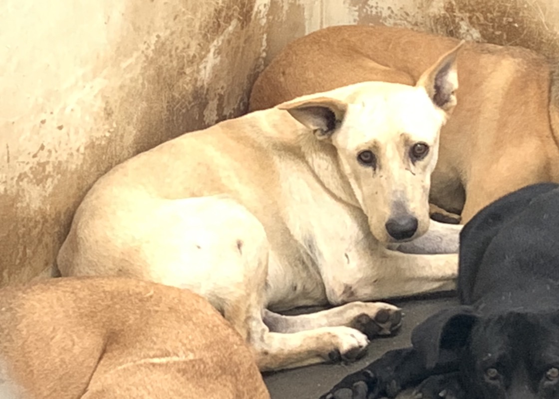 Tan adult male mixed-breed dog, Medium, shelter no. …1805