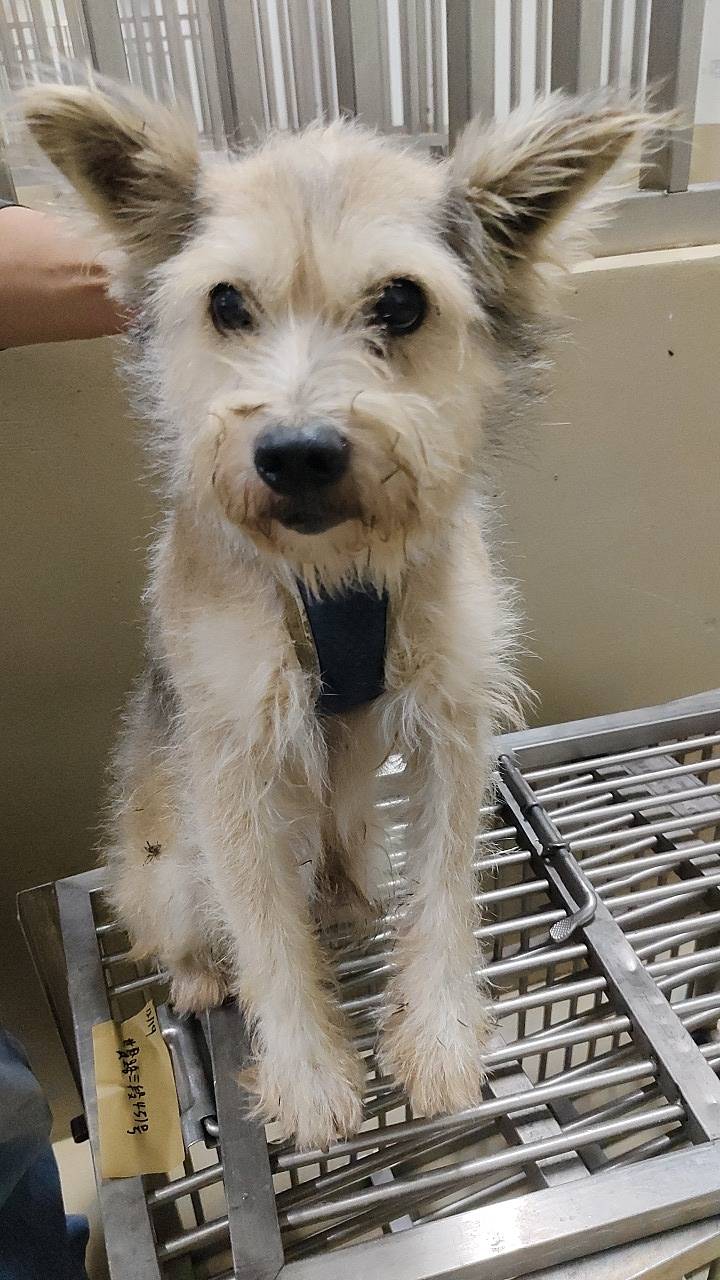 Photo of No. TAAAG1141219003, Adult · Male · Small · Mixed breed