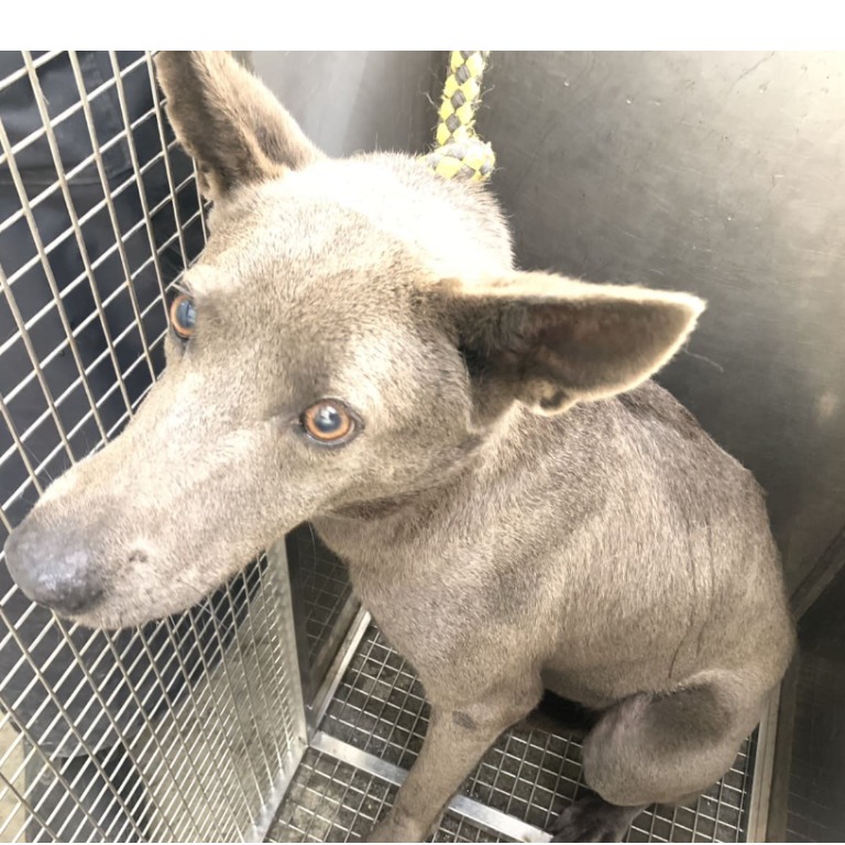 Photo of No. VAAAG114122004, Adult · Female · Medium · Mixed breed