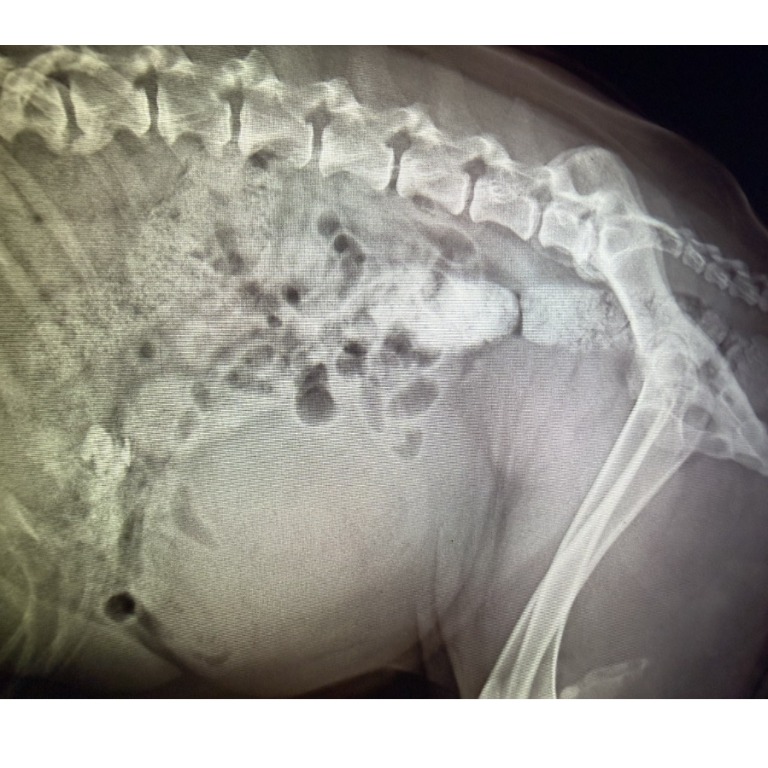 Photo of No. DAAAG1141219001, Adult · Male · Medium · Mixed breed
