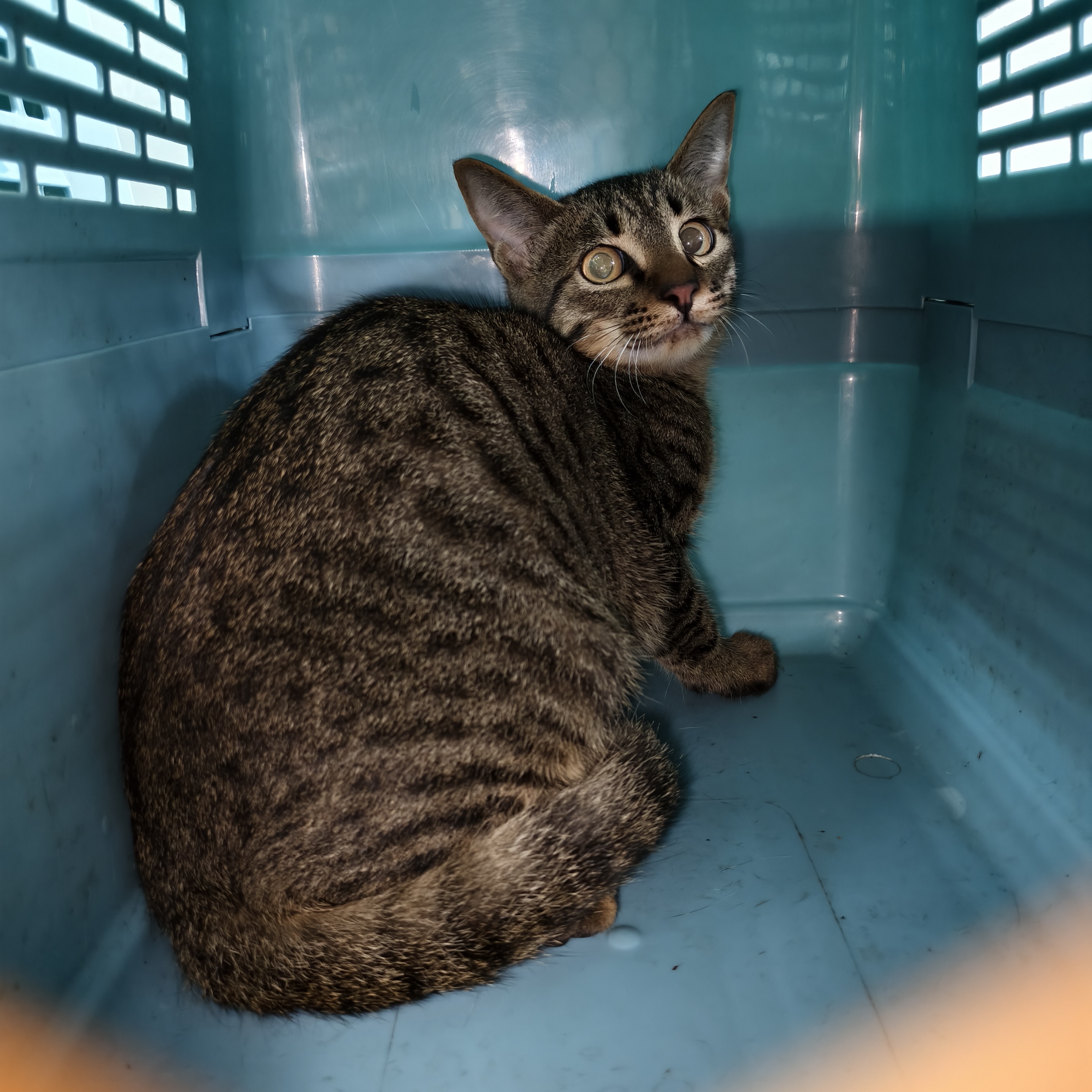 Photo of No. AAAJG1141223007, Adult · Male · Medium · Mixed breed